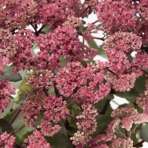 Sedum telephium 'Hot Rose Dark Stems' - vaso Ø17 cm