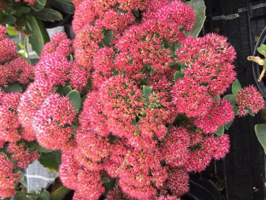 Sedum telephium 'Seduction' - vaso Ø17 cm