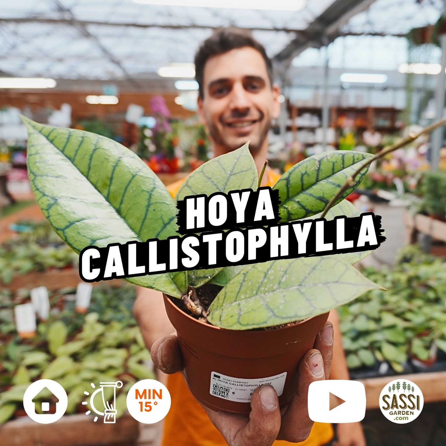 Hoya Callistophylla - vaso Ø12 cm Hoya Callistophylla - vaso Ø12 cm