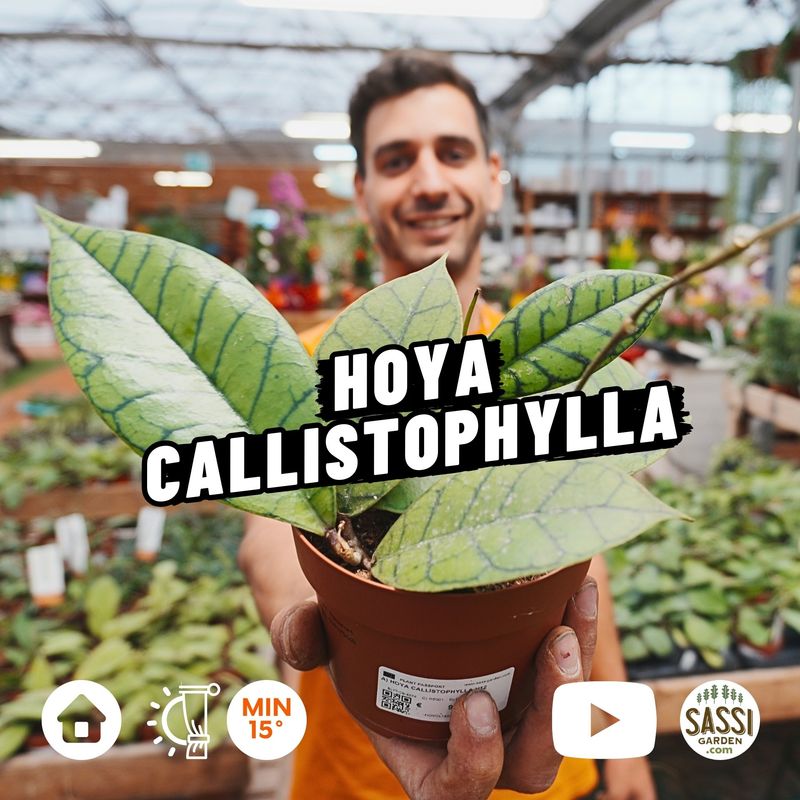 Hoya Callistophylla - vaso Ø12 cm Hoya Callistophylla - vaso Ø12 cm