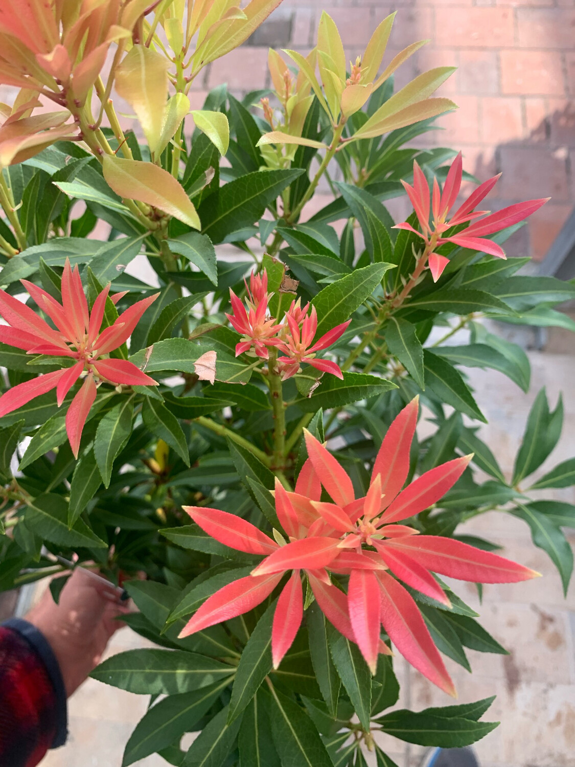 Pieris japonica 'Forest Flame'- vaso Ø23 cm Pieris japonica 'Forest Flame'- vaso Ø23 cm