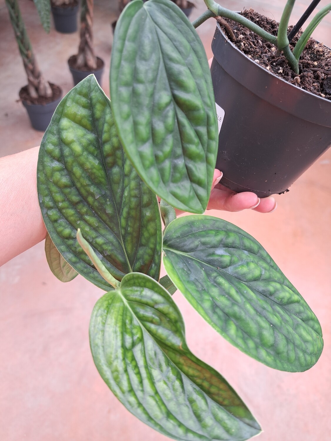 Monstera sp. peru, Monstera karstenianum - vaso Ø12 cm Monstera sp. peru, Monstera karstenianum - vaso Ø12 cm