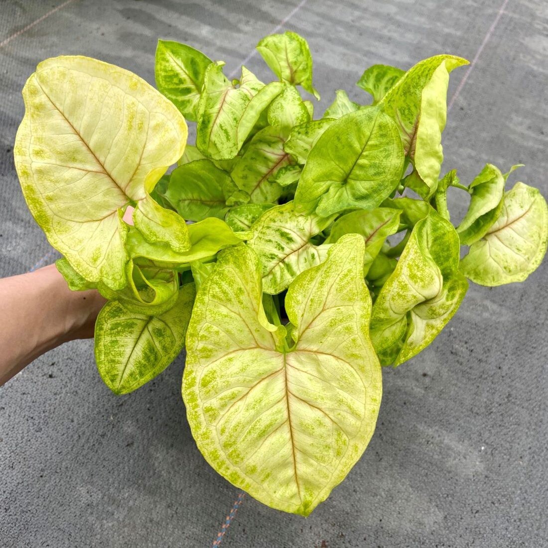 Syngonium "Golden Allusion" - vaso Ø14  cm Syngonium auritum