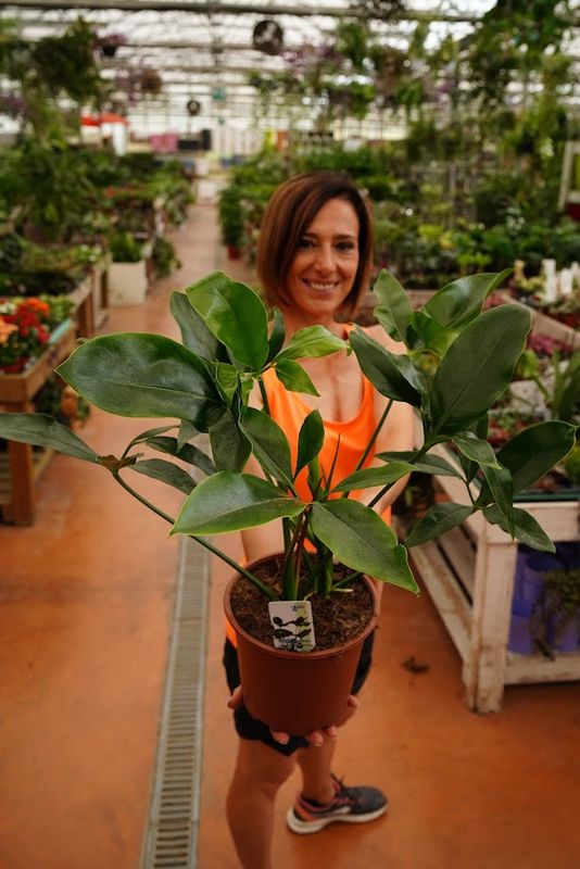 Philodendron Goeldii "Fun Bun", Filodendro - vaso Ø17 cm, h 40 cm