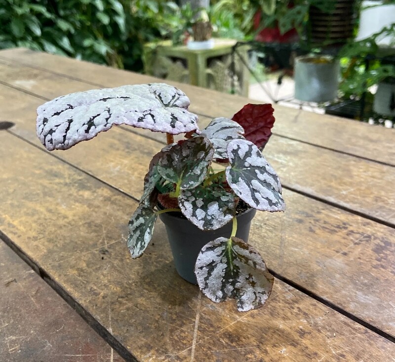 Begonia Rex 'Chayo Mini' - vaso Ø6 cm