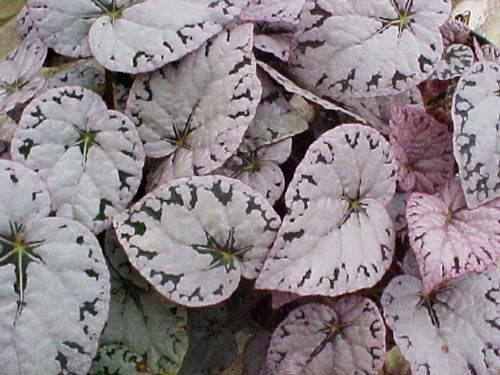 Begonia Rex 'Chayo Mini' - vaso Ø6 cm Begonia Rex 'Chayo Mini' - vaso Ø6 cm