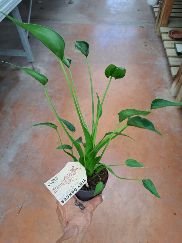 Alocasia 'Tiny Dancer' - vaso Ø13 cm