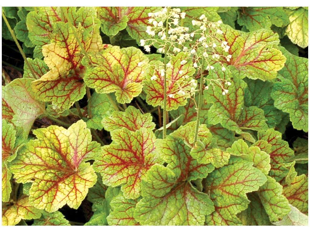 Heuchera 'Electra' - vaso Ø12 cm Heuchera 'Electra' - vaso Ø12 cm