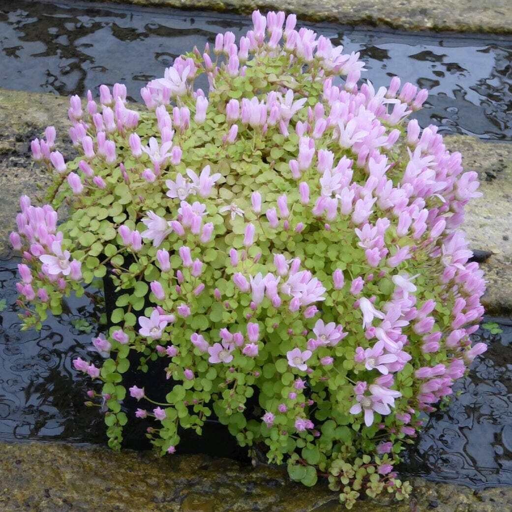 Anagallis tenella, Erba di San Giorgio, Centonchio - vaso Ø11 cm