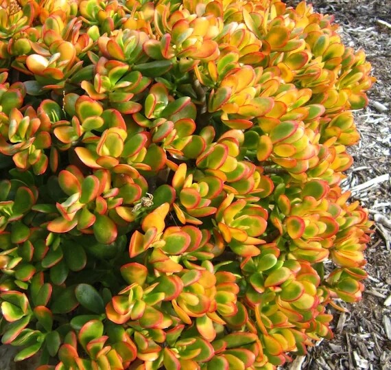 Crassula Ovata Sunset, Albero di Giada - vaso Ø11 cm Crassula Ovata Sunset, Albero di Giada - vaso Ø11 cm