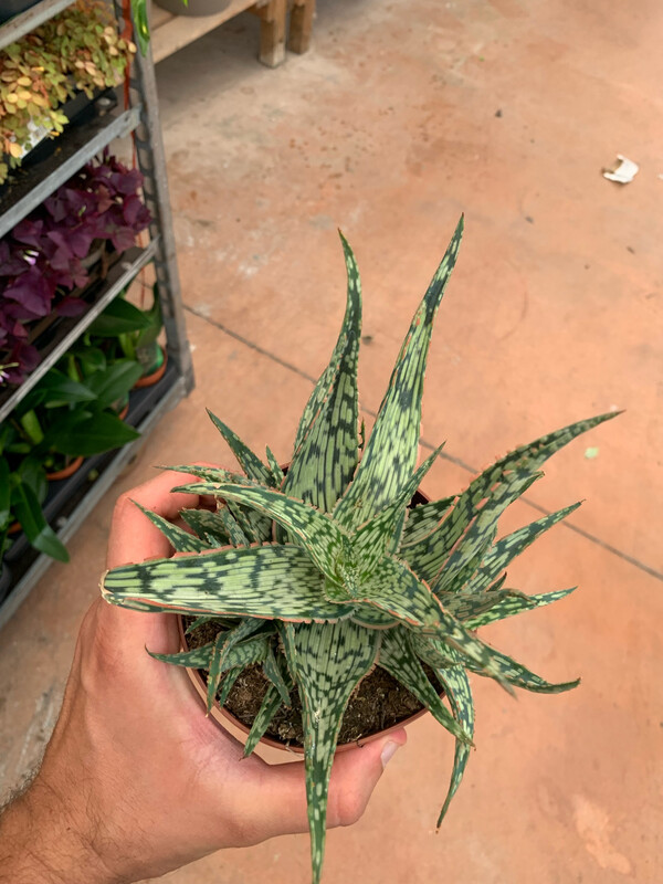 Aloe Dannyz - vaso Ø10 cm