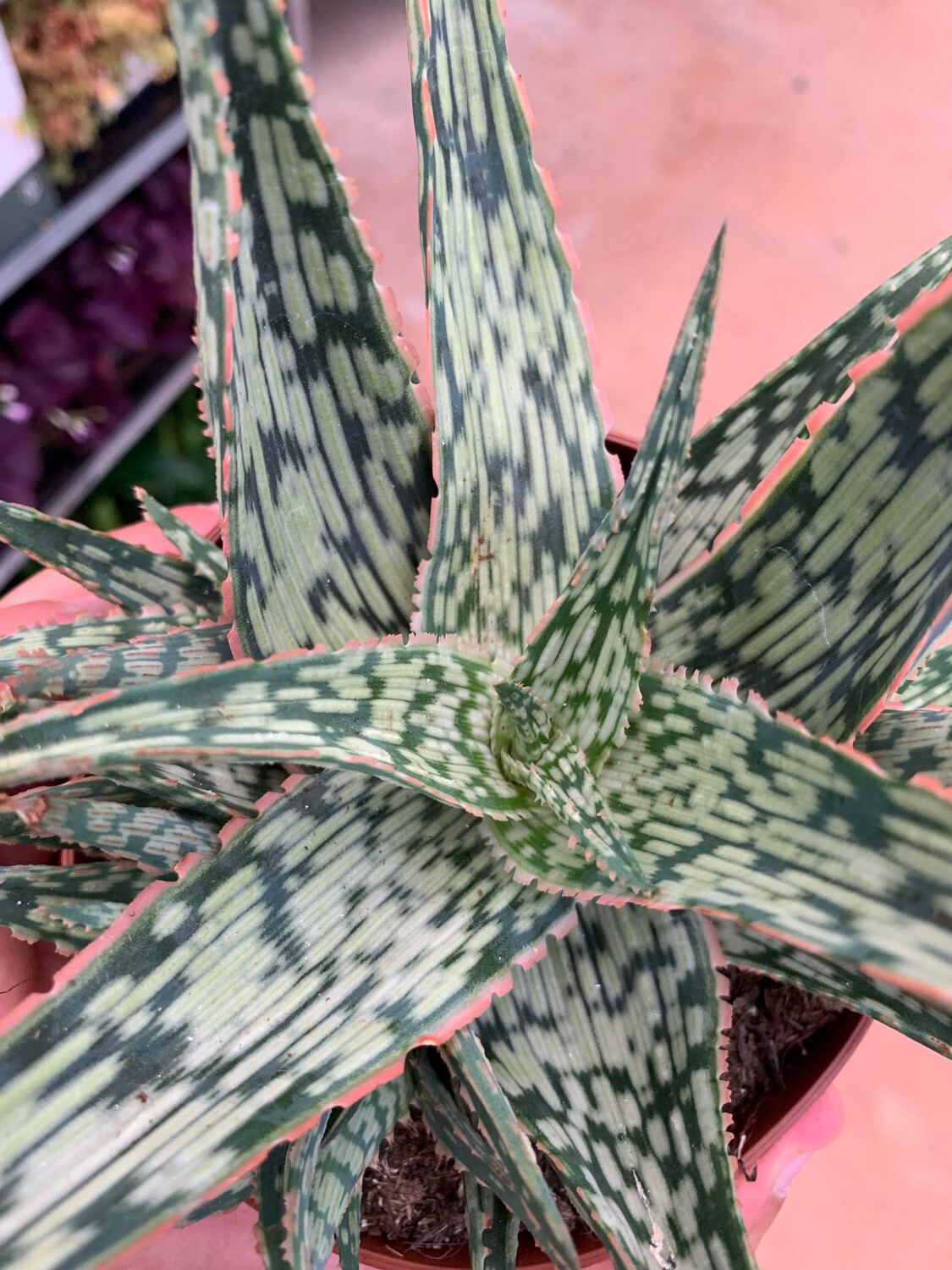 Aloe Dannyz - vaso Ø10 cm Aloe Dannyz - vaso Ø10 cm