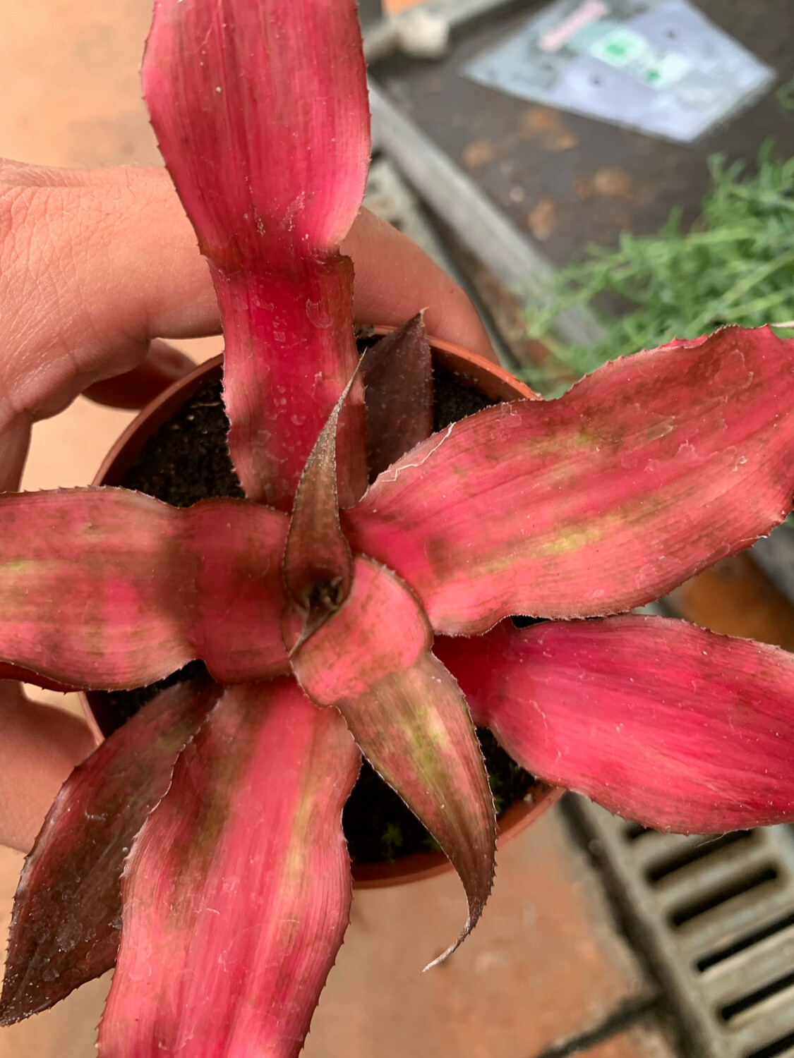 Cryptanthus bivittatus, Pianta stella 'Strawberry Flambè' - vaso Ø9 cm Cryptanthus bivittatus, Pianta stella 'Strawberry Flambè' - vaso Ø9 cm
