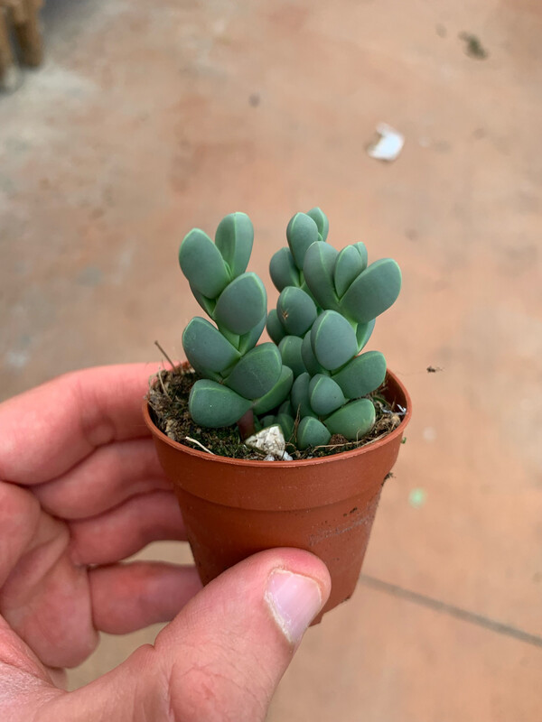Delosperma lehmannii - vaso Ø5,5 cm