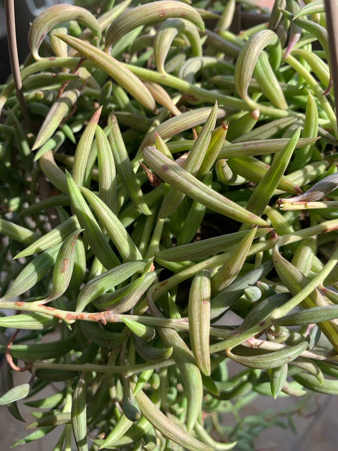 Pianta Rosario, Collana di Banane, Senecio radicans 'String of Bananas' - vaso Ø8 cm