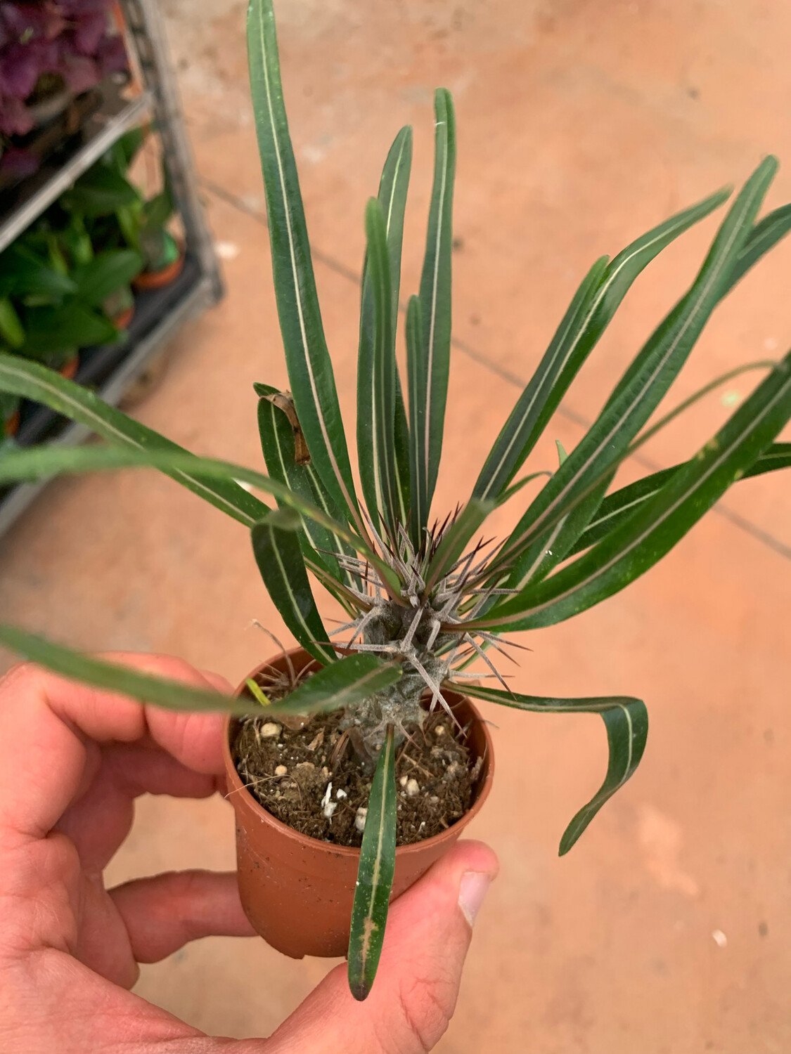 Pachypodium geayi, palma del Madagascar argentata - vaso Ø5.5 cm Pachypodium geayi, palma del Madagascar argentata - vaso Ø5.5 cm