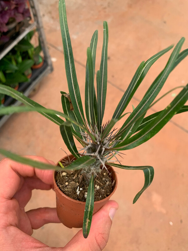 Pachypodium geayi - palma del Madagascar argentata - v 5.5
