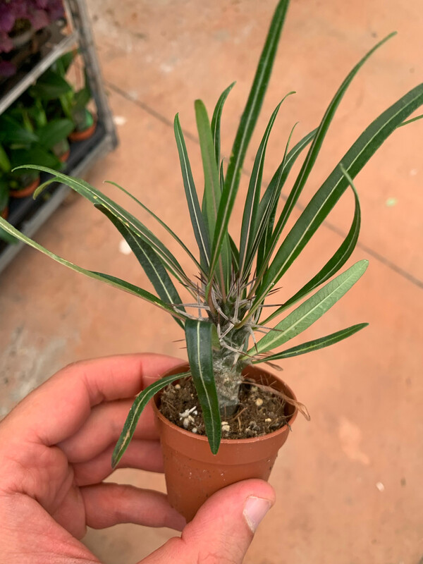 Pachypodium geayi - palma del Madagascar argentata - v 5.5