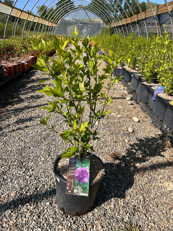 Hibiscus syriacus "French cabaret purple", Ibisco - vaso Ø24 cm