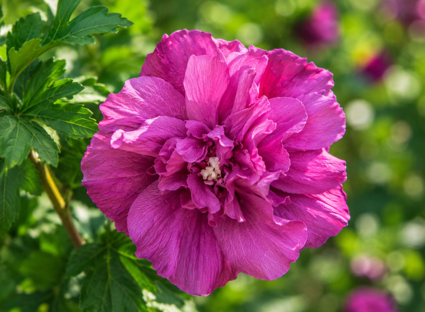 Hibiscus syriacus 'Magenta chiffon', Ibisco - vaso Ø24 cm