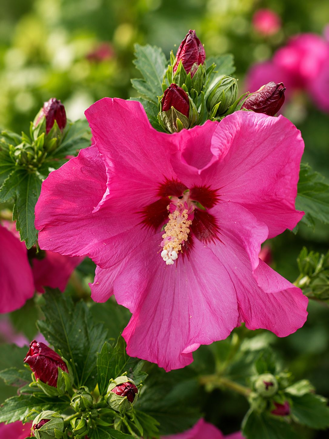 Hibiscus syriacus ‘ Sup Bridge ’  Ibisco - vaso Ø24 cm