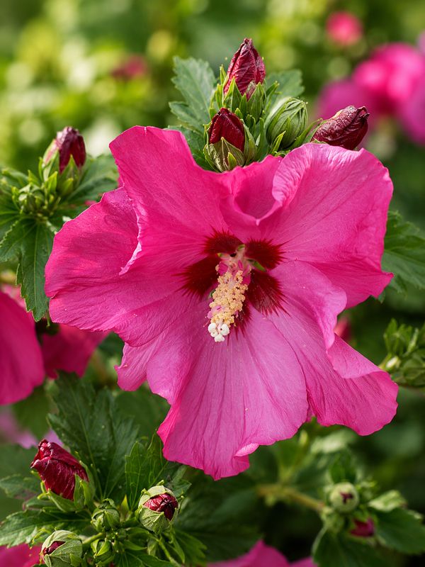 Hibiscus syriacus ‘ Sup Bridge ’  Ibisco - vaso Ø24 cm