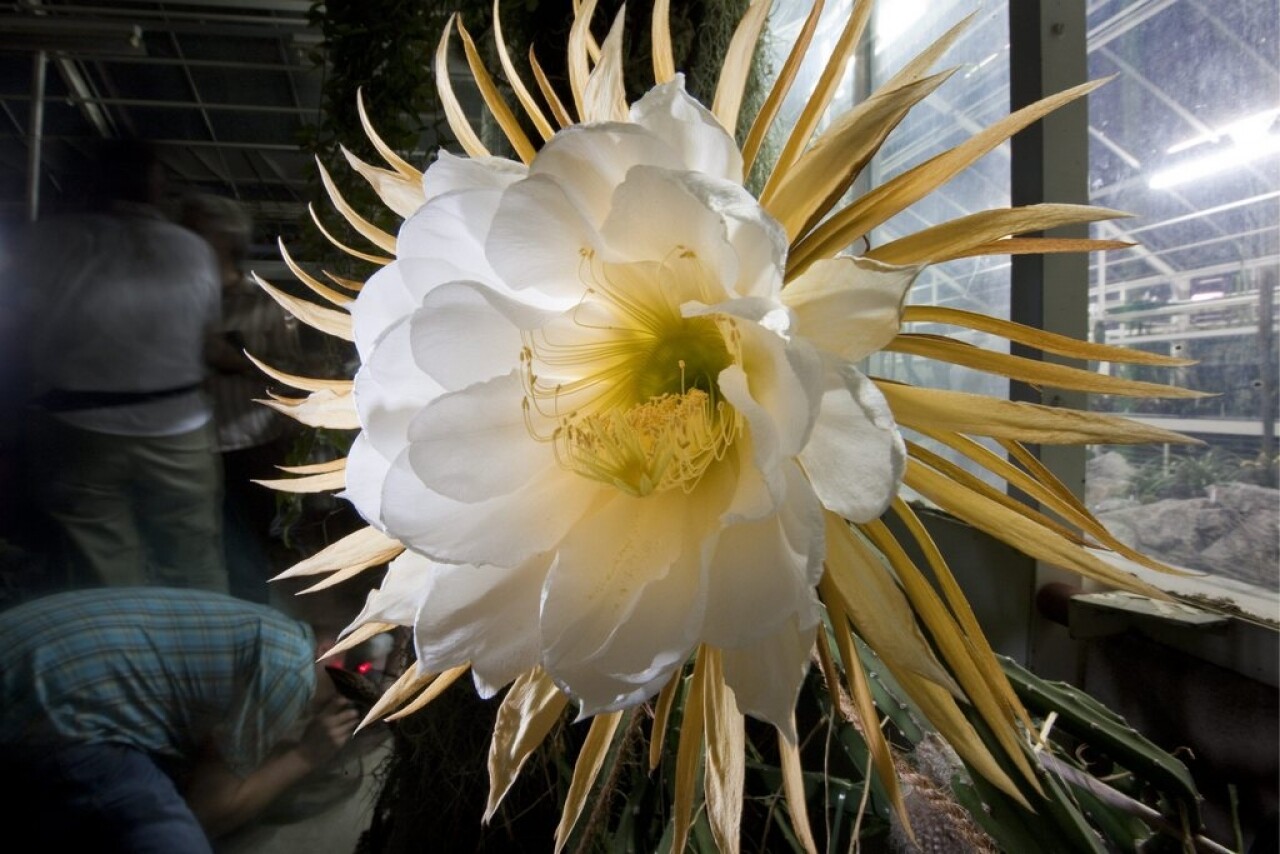 Regina della Notte, Selenicereus grandiflorus - vaso Ø13 cm Regina della Notte, Selenicereus grandiflorus - vaso Ø13 cm