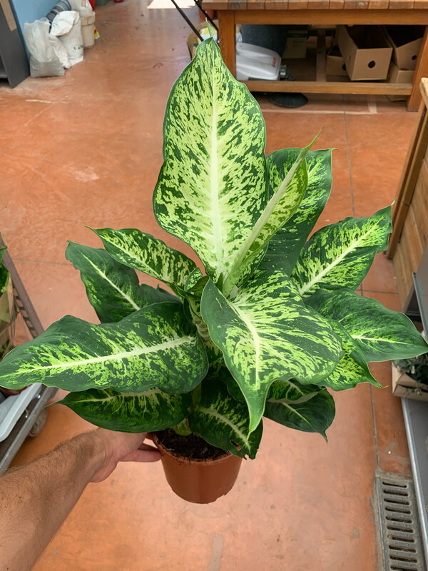 Dieffenbachia mars - vaso Ø17 cm