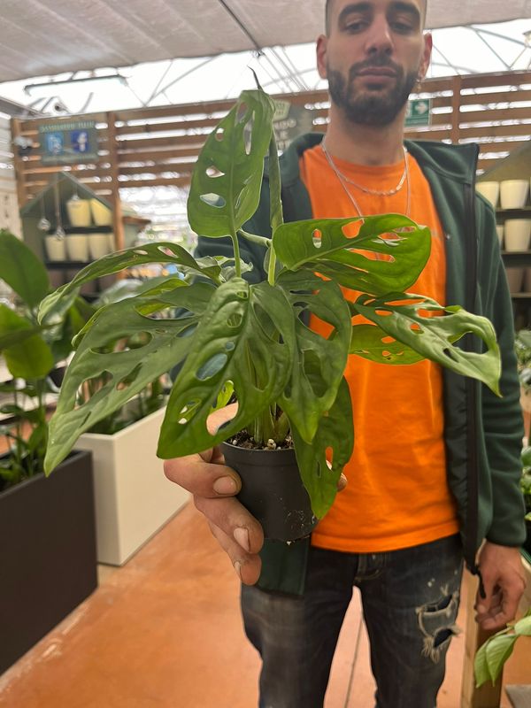 Monstera Obliqua Leichtlinii 'Monkey Mask' - vaso Ø7 cm