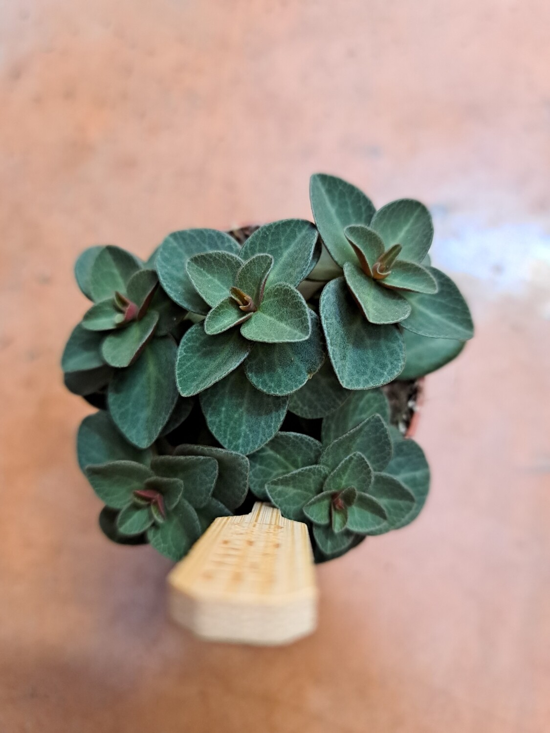 Peperomia verticillata 'Red Log' - vaso Ø8 cm Peperomia verticillata 'Red Log' - vaso Ø8 cm