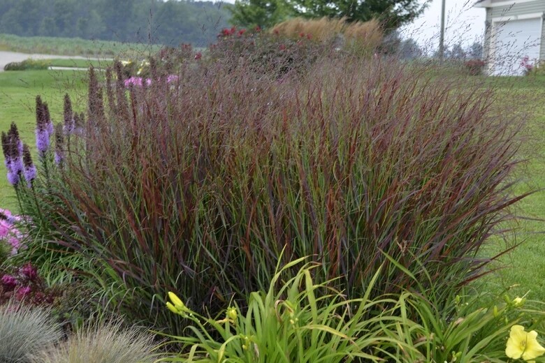 Panicum Virgatum " Blood Brothers "- vaso Ø24