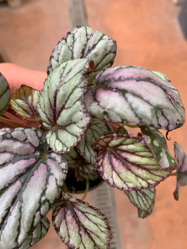 Begonia Rex 'McLauchlan' - vaso Ø6 cm