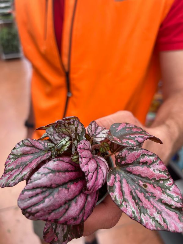 Begonia Rex 'McLauchlan' - vaso Ø6 cm Begonia Rex 'McLauchlan' - vaso Ø6 cm