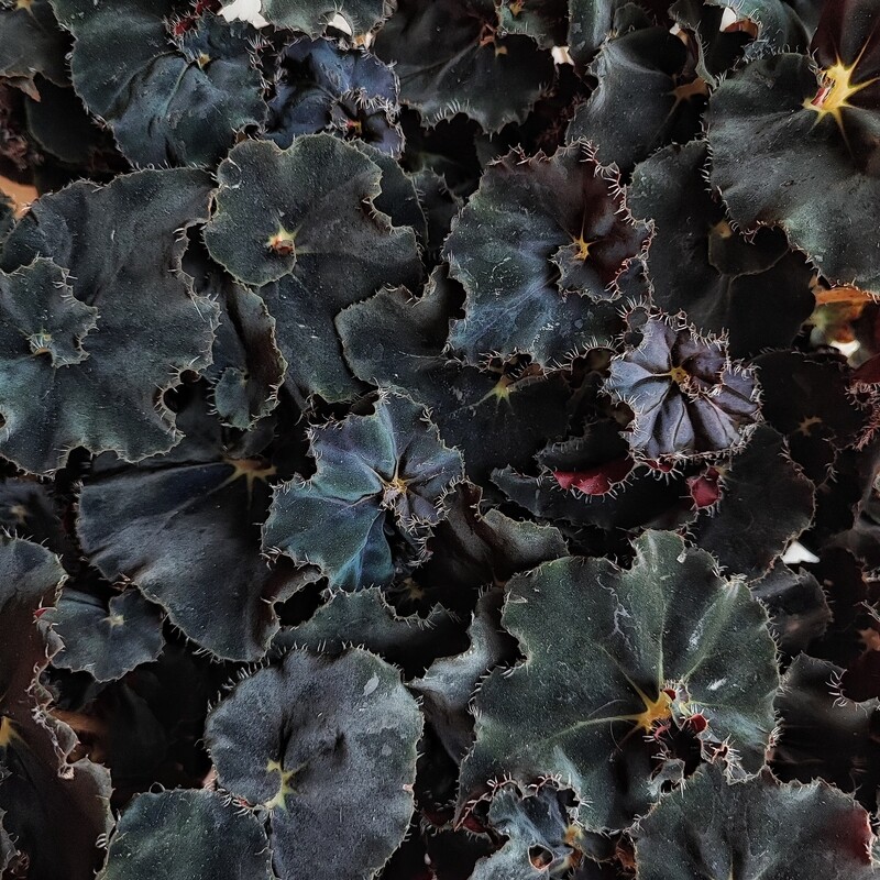 Begonia Rex 'Dark Mambo' - vaso Ø12 cm Begonia Rex 'Dark Mambo' - vaso Ø12 cm