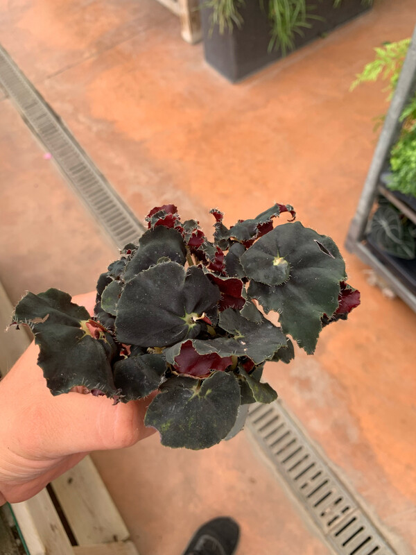 Begonia Rex 'Dark Mambo' - vaso Ø12 cm