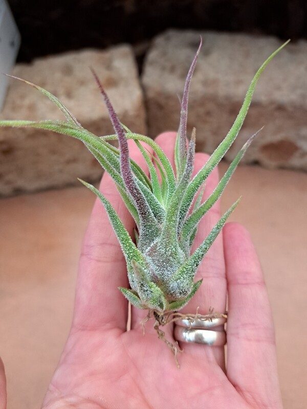 Tillandsia Pruinosa