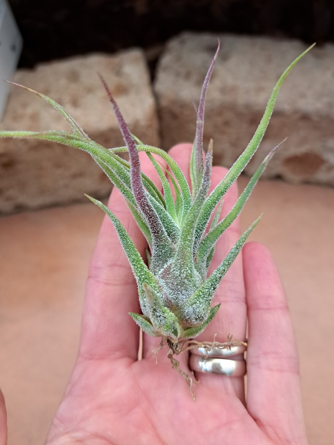 Tillandsia Pruinosa