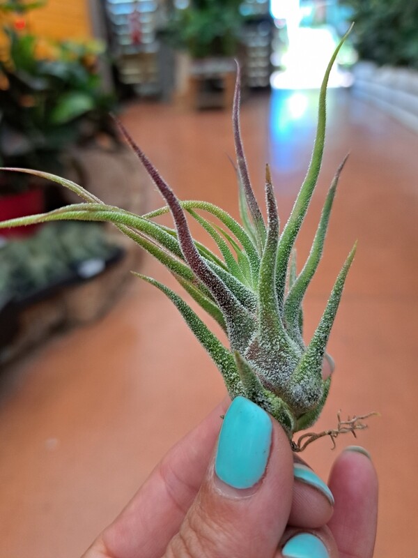 Tillandsia Pruinosa