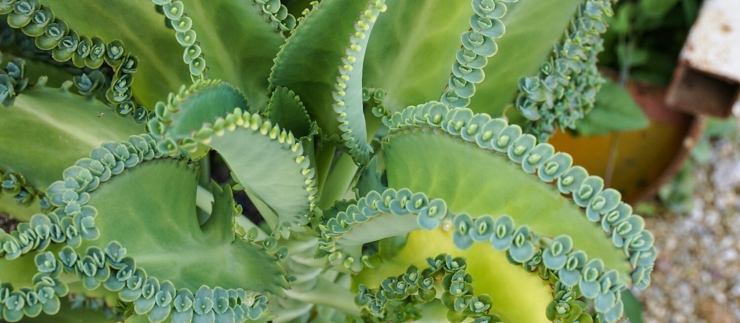 Kalanchoe Daigremontiana, Pianta del Folletto - vaso Ø12  cm