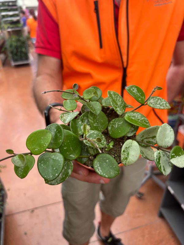 Hoya Mathilde Splash, Fiore di Cera (incrocio fra Hoya serpens e Hoya carnosa spp) - vaso Ø9 cm Hoya Mathilde Splash, Fiore di Cera (incrocio fra Hoya serpens e Hoya carnosa spp) - vaso Ø9 cm