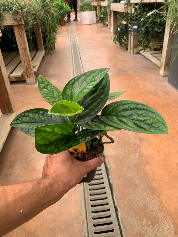 Epipremnum Pinnatum 'Marble Planet', Potus, Potos, Pothos, Photus - vaso Ø12 cm