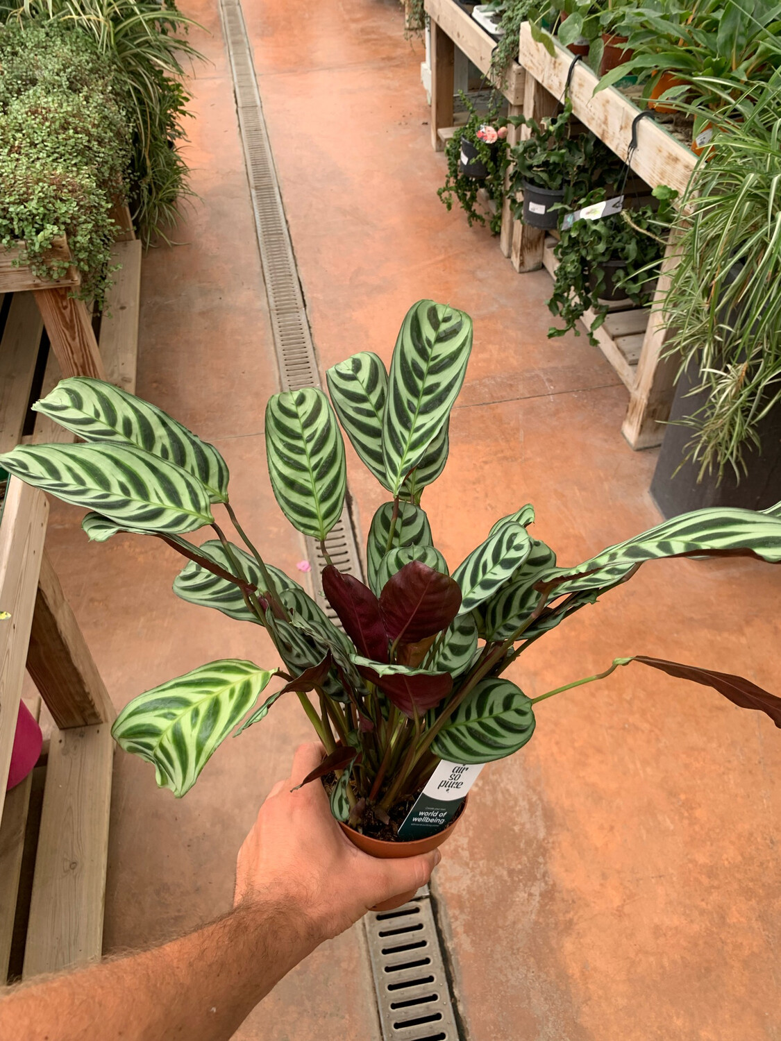 Ctenanthe burle-marxii - vaso Ø 12 cm