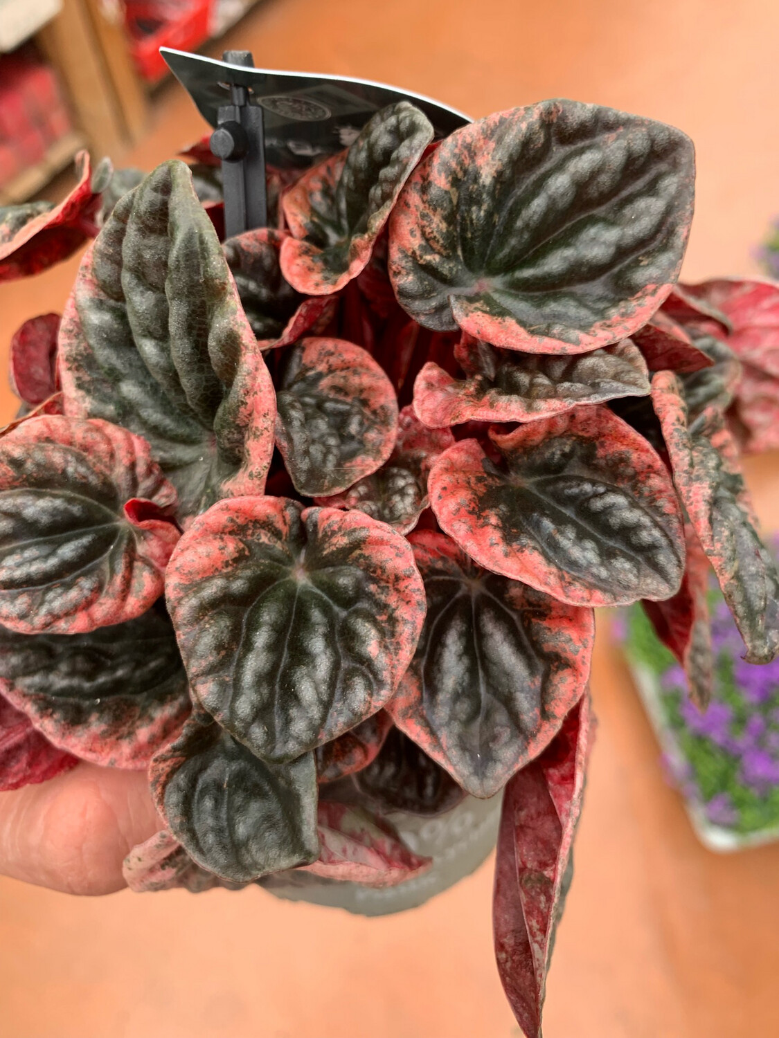 Peperomia Caperata ' Abricos ' Apricot - vaso Ø11 cm Peperomia Caperata ' Abricos ' Apricot - vaso Ø11 cm