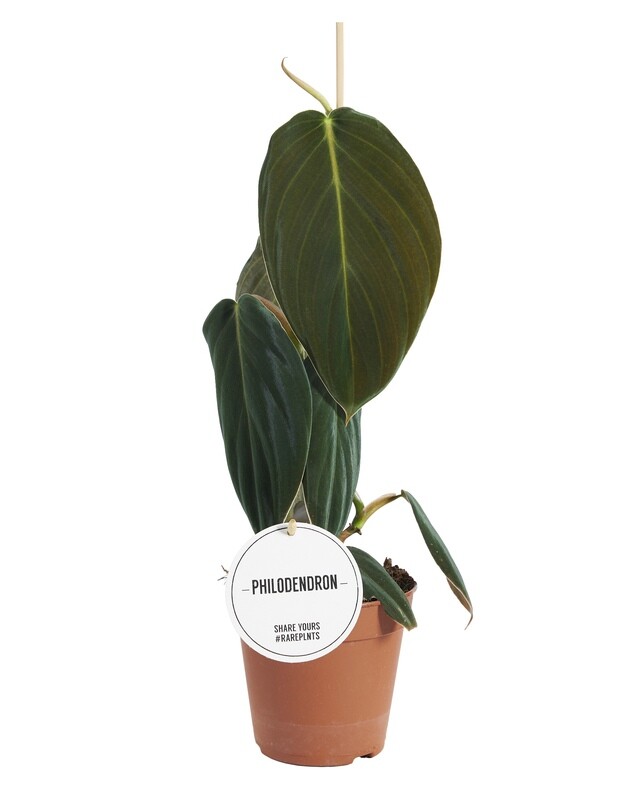 Philodendron Gigas, Filodendro - vaso Ø12 cm