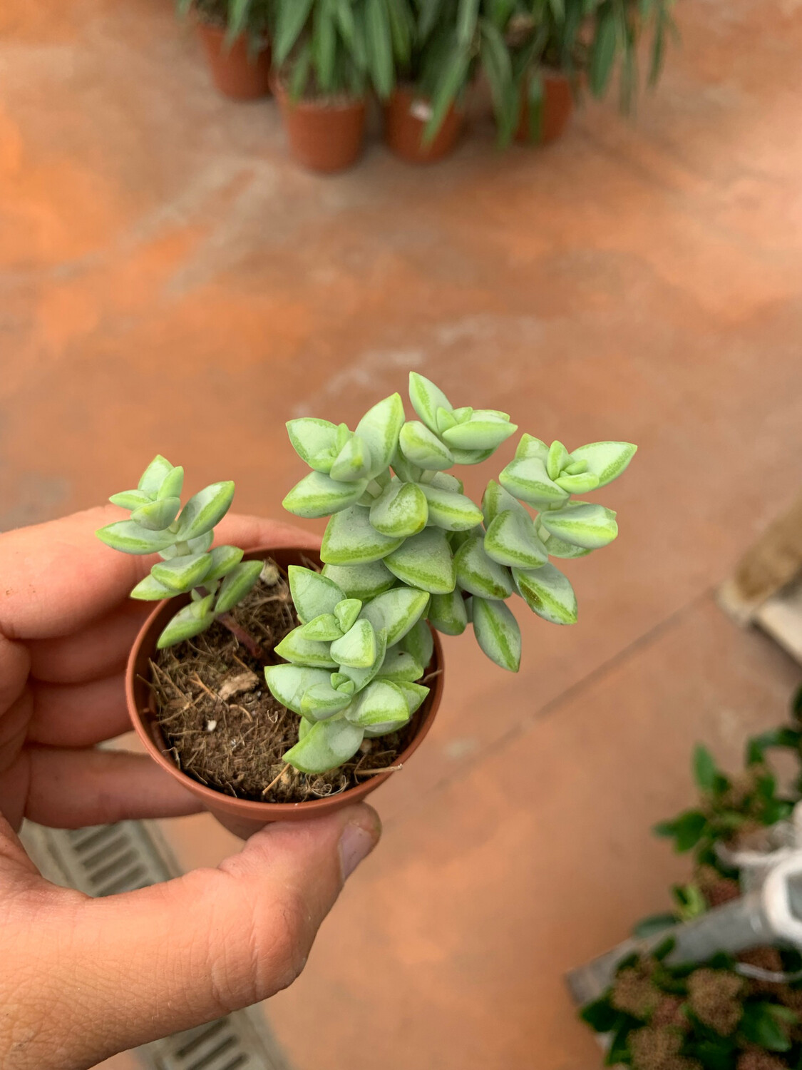 Crassula perfoliata - vaso Ø5.5 cm