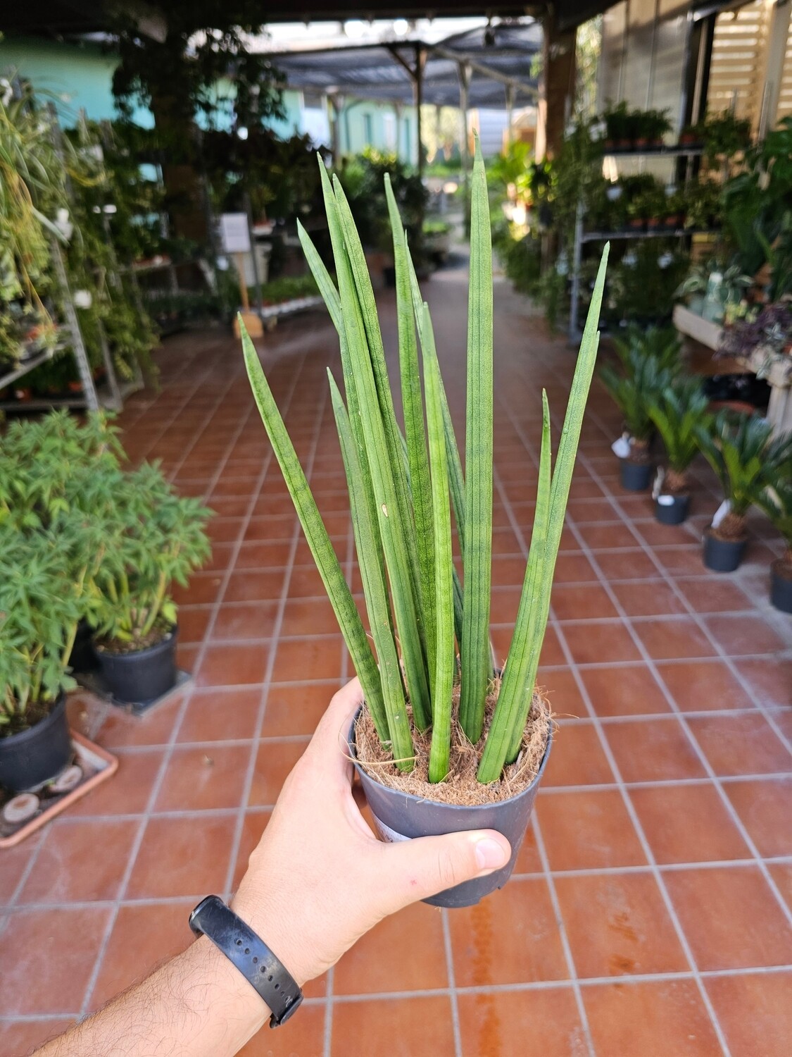 Sansevieria Cylindrica, Sansevieria Spaghetti, Pianta serpente, cilindrica - vaso Ø12 cm Sansevieria Cylindrica, Sansevieria Spaghetti, Pianta serpente, cilindrica - vaso Ø12 cm