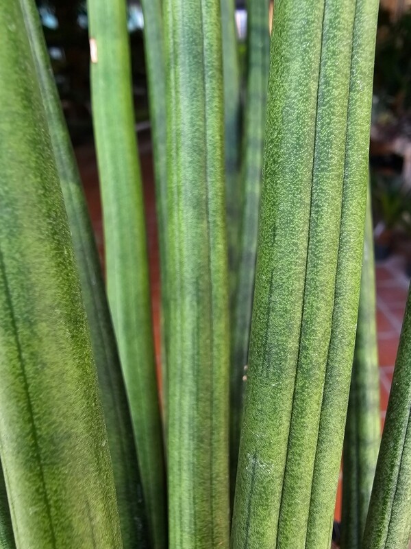 Sansevieria Cylindrica, Sansevieria Spaghetti, Pianta serpente, cilindrica - vaso Ø12 cm