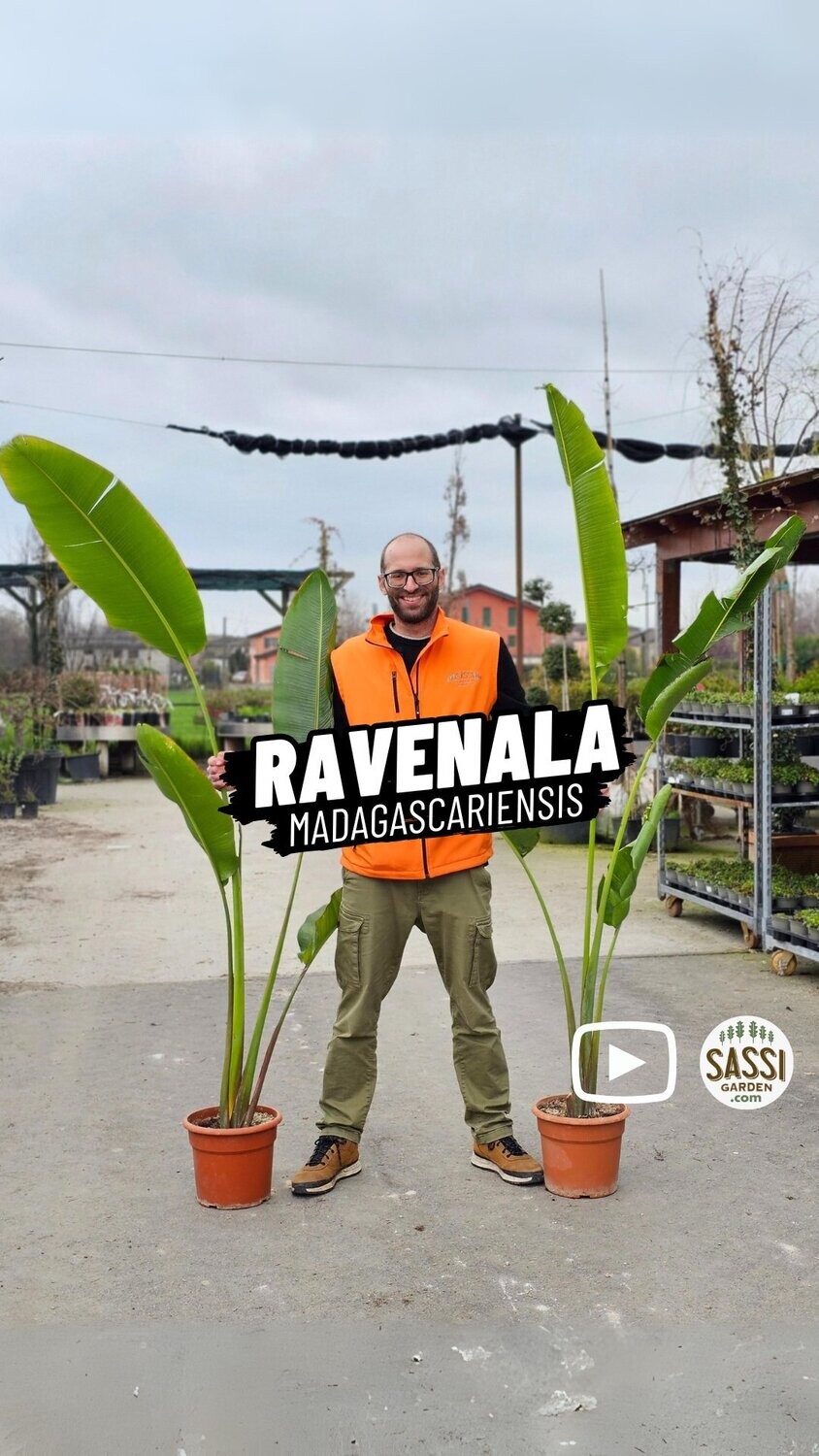 Ravenala Madagascariensis, Palma del viaggiatore, Albero del viaggiatore - vaso Ø25 cm, h 200-220 cm Ravenala Madagascariensis, Palma del viaggiatore, Albero del viaggiatore - vaso Ø25 cm, h 200-220 cm