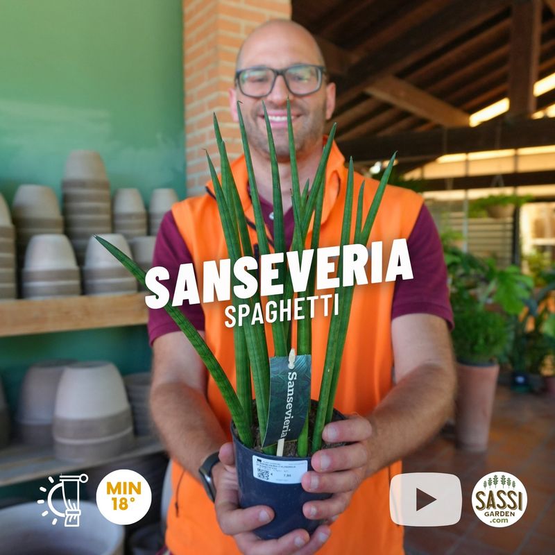 Sanseveria Spaghetti, Pianta serpente, Sansevieria cylindrica 'Straight', cilindrica - vaso Ø12 cm Sanseveria Spaghetti, Pianta serpente, Sansevieria cylindrica 'Straight', cilindrica - vaso Ø12 cm