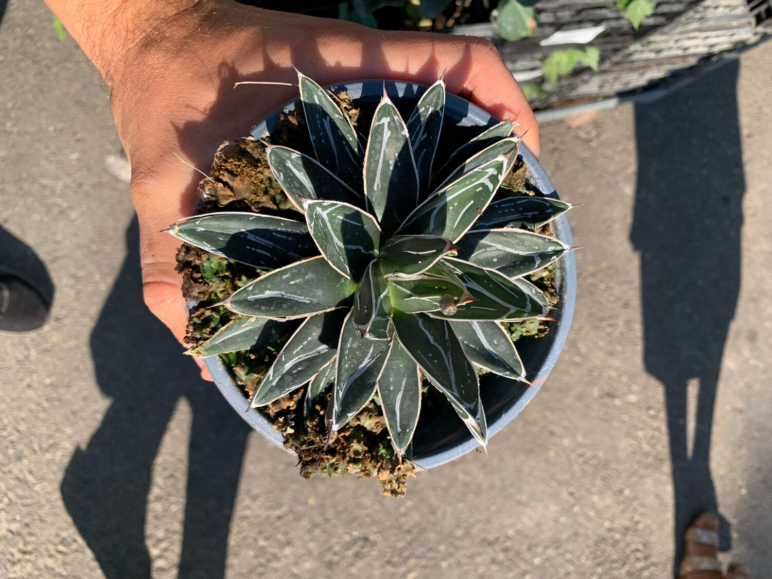 Agave Victoriae Reginae, Agave Regina Vittoria (Succulenta/Grassa) - vaso Ø14 cm Agave Victoriae Reginae, Agave Regina Vittoria (Succulenta/Grassa) - vaso Ø14 cm